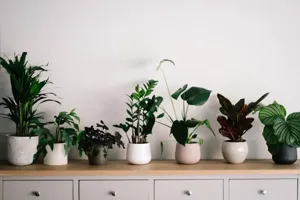 Repotting Shock Rescue: How to Save a Wilting Plant featured article
