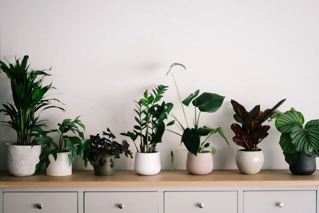 A severely wilted Peace Lily drooping over the edge of a newly filled terracotta pot with fresh potting mix scattered on the table