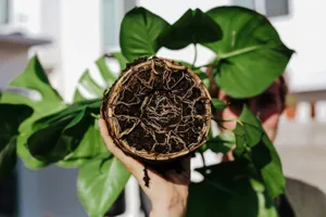 Before and after photos showing root rescue process on an overwatered Monstera plant