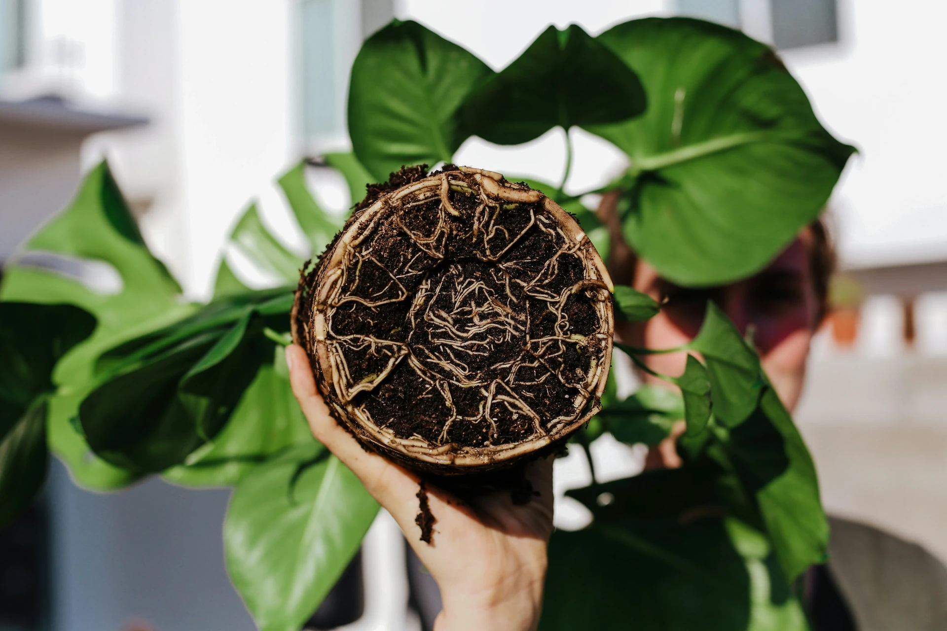 Before and after photos showing root rescue process on an overwatered Monstera plant