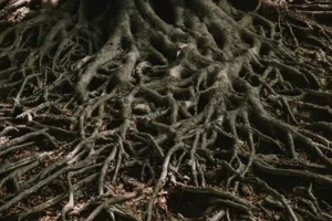 Rootbound - Plant Care Guide