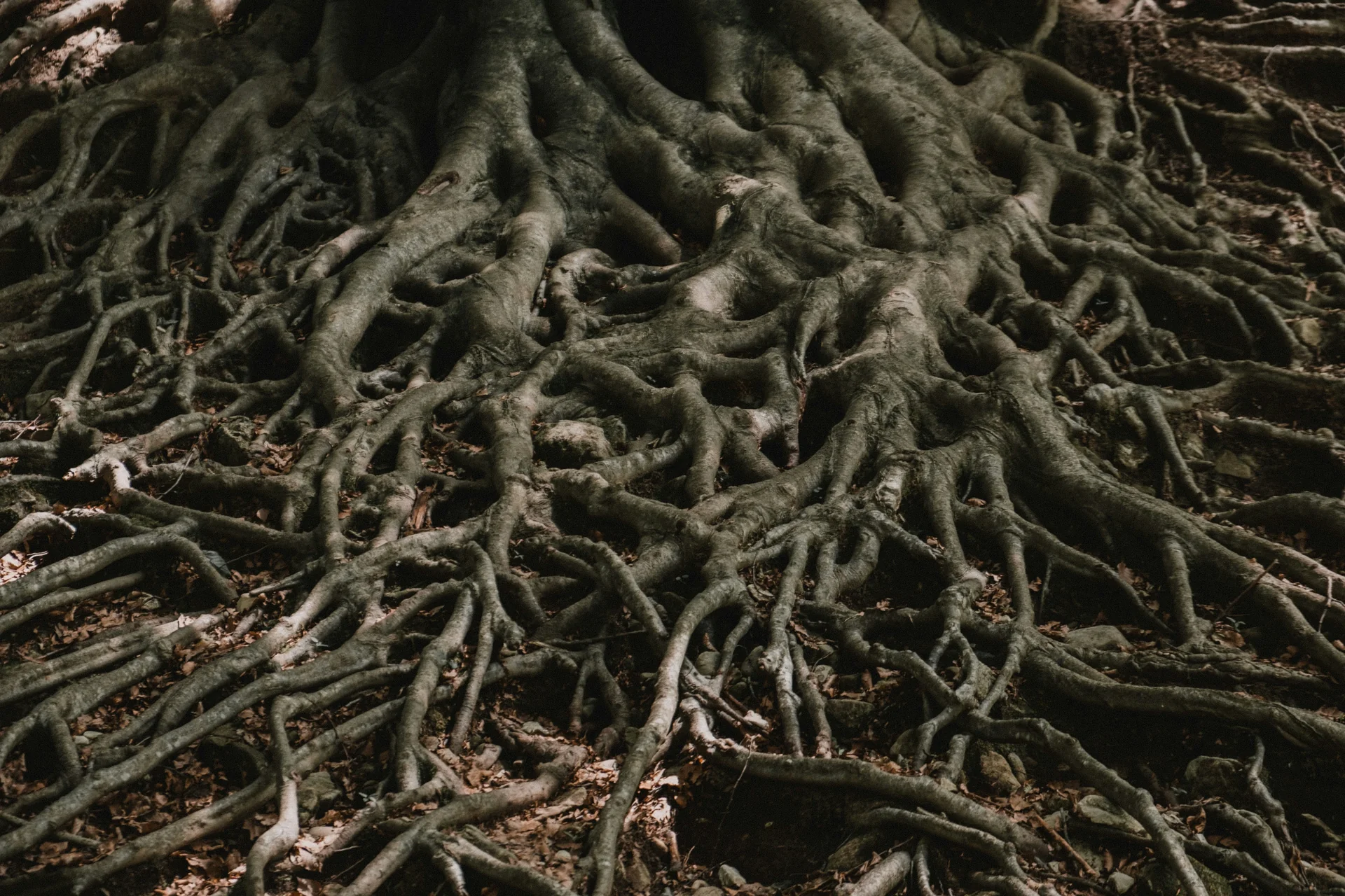 Rootbound - Plant Care Guide