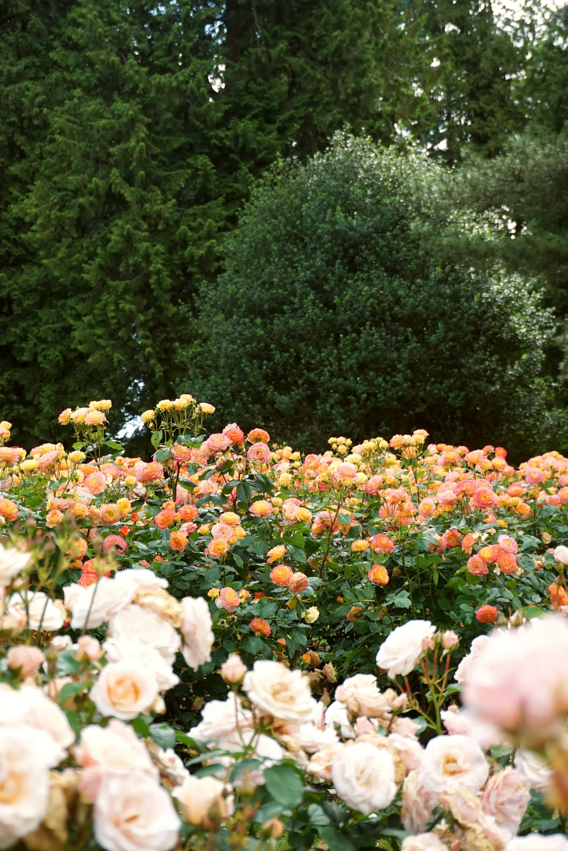 Beautiful yellow patio roses blooming profusely in a large terracotta container