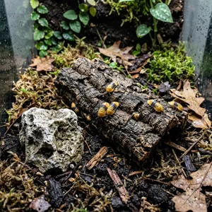 Cubaris sp. 'Rubber Ducky' isopods on cork bark beside a limestone chunk in a deep, damp substrate enclosure
