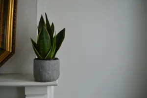 Close up of the mint-green and silver coloring on Sansevieria Moonshine
