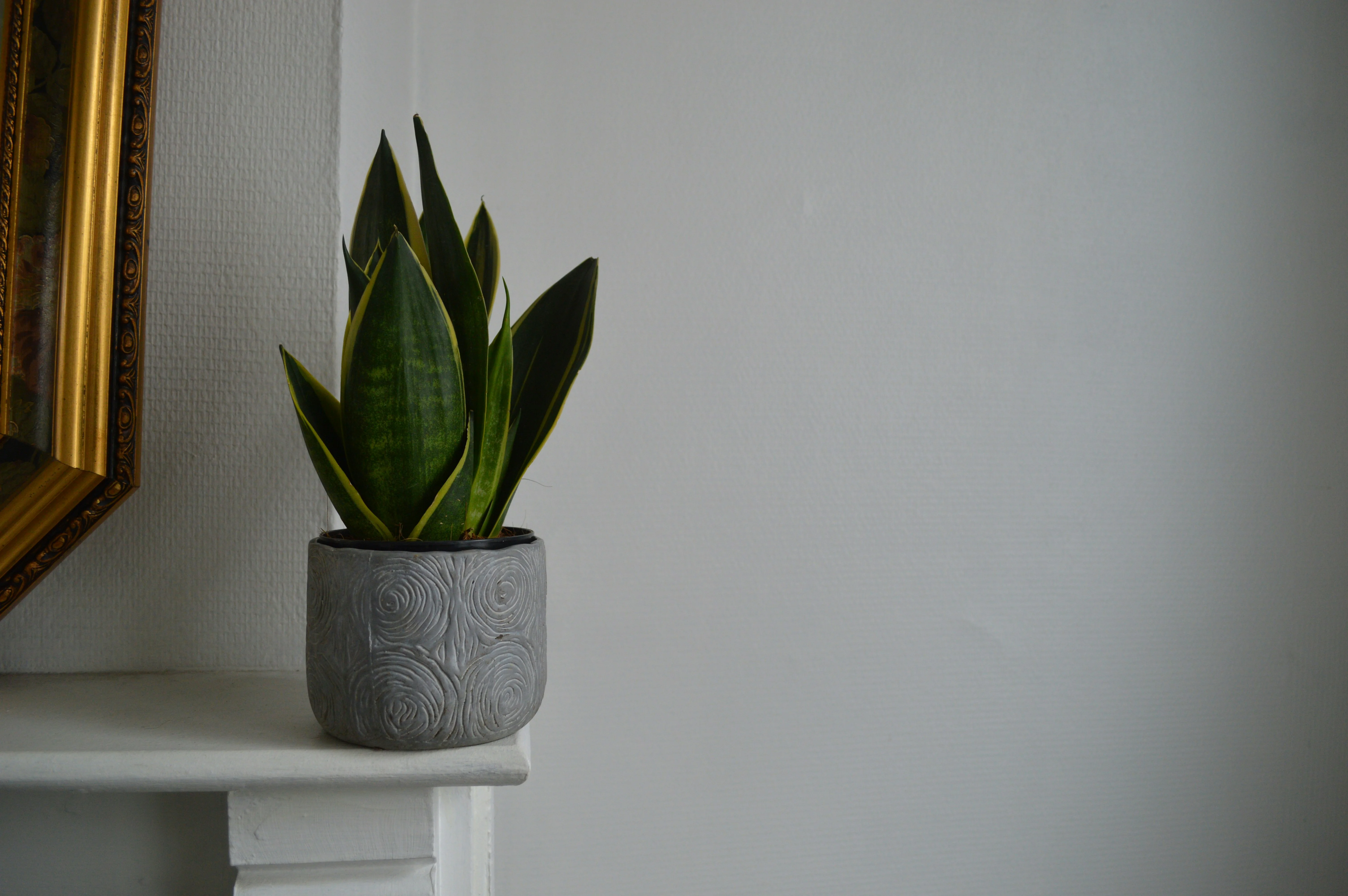 Close up of the mint-green and silver coloring on Sansevieria Moonshine
