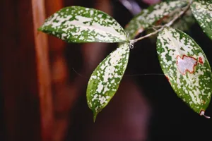 Close up of the matte green and silver spotted leaves of Scindapsus pictus