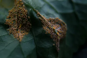 Two leaves side by side: one with white, powdery mold patches, the other with fine webbing and tiny specks from spider mites, magnifying glass highlighting the difference