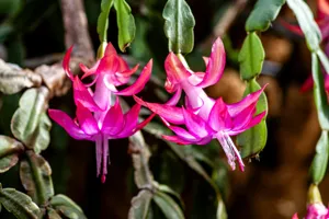 Close up of the tiered, exotic flowers of the Schlumbergera