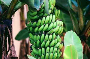 Close up of the translucent leaf windows on the String of Bananas