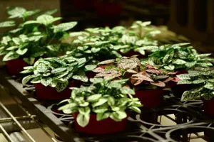 A Scindapsus pictus 'Silver Satin' cascading from a white pot on a bright windowsill, leaves shimmering with silver variegation
