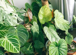Fiddle leaf fig houseplant with dark black sooty mold patches on upper leaf surfaces in a bright living room, showing contrast between affected and clean leaves