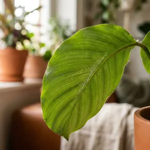 Spider Mites - Plant Care Guide