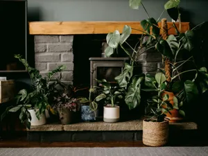Dracaena houseplant showing classic fertilizer burn with brown crispy leaf tip margins and a thin yellow border between dead and living tissue