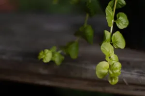 Close up of the leaping dolphin shaped leaves of Senecio peregrinus