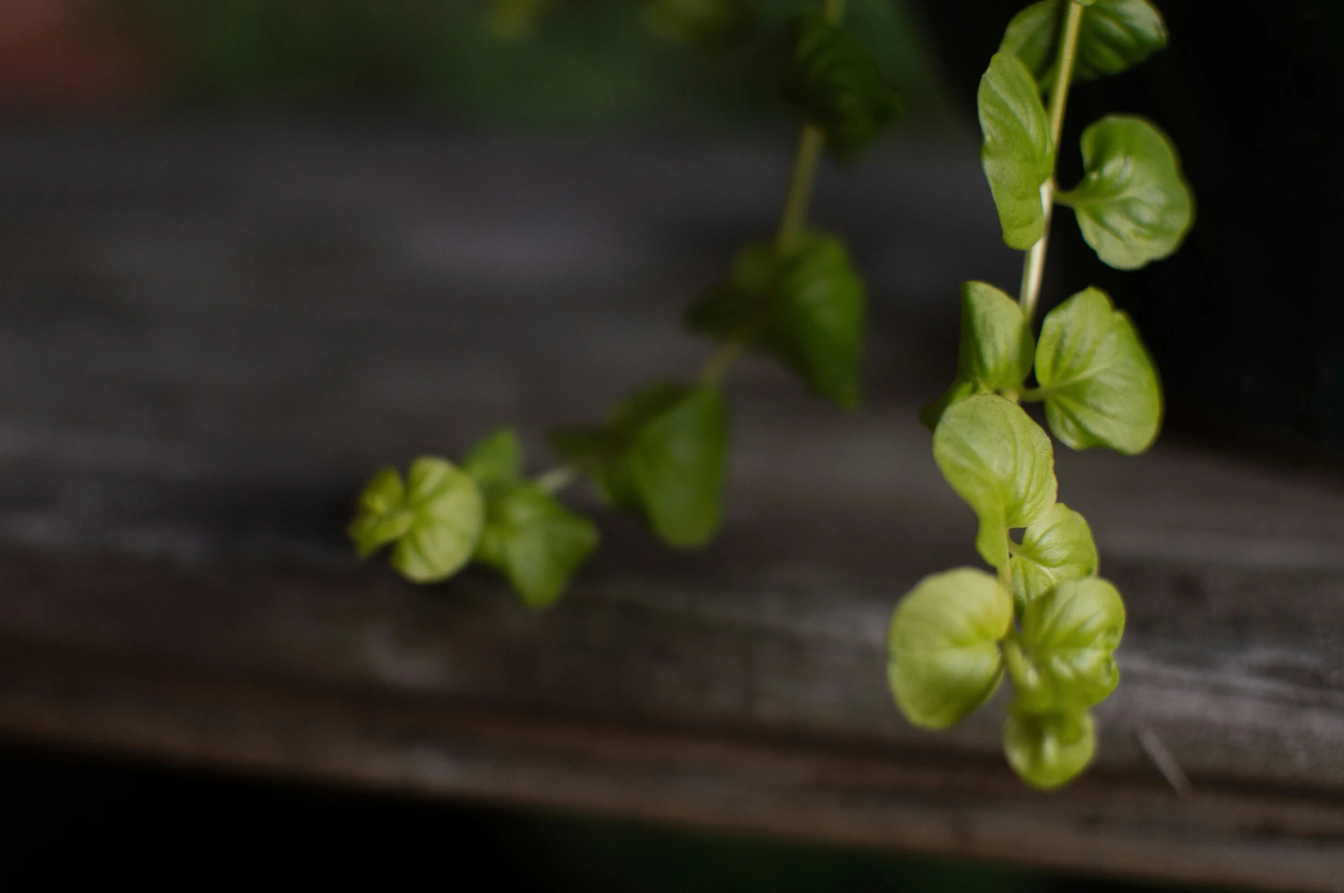 Close up of the leaping dolphin shaped leaves of Senecio peregrinus