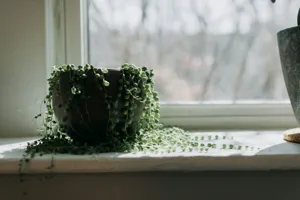 String of Pearls Care Guide: Why Yours Is Dying and How to Fix It featured article