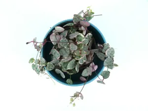 Close up of the round, patterned leaves of Peperomia prostrata