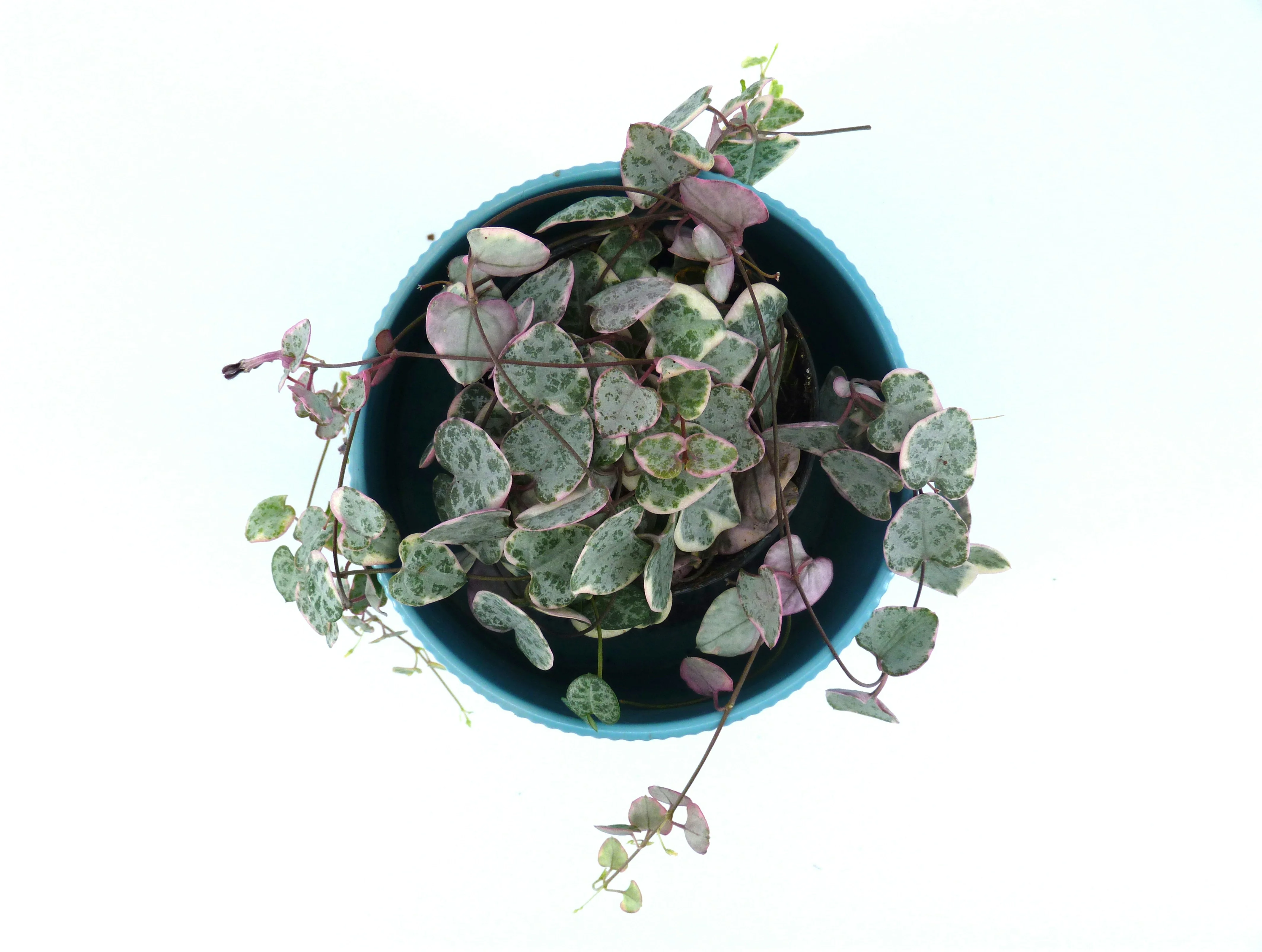 Close up of the round, patterned leaves of Peperomia prostrata