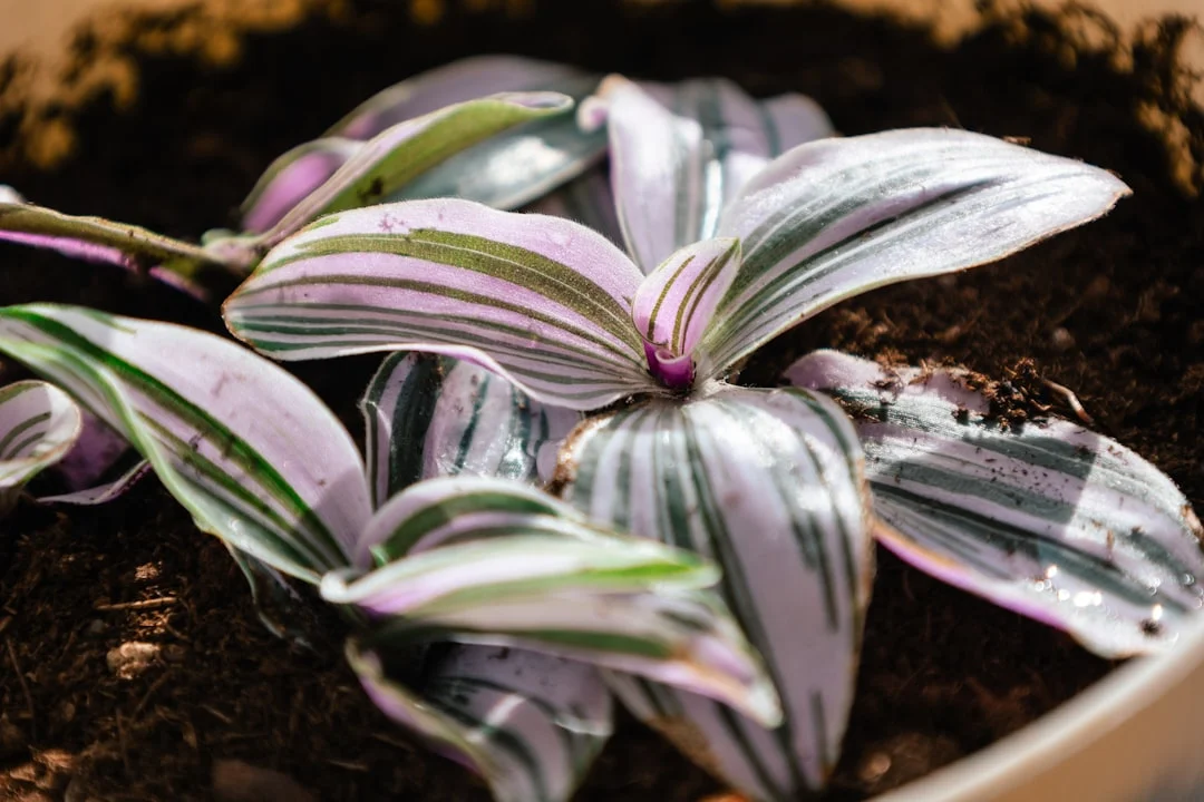 Close up of the magenta underside of a Stromanthe leaf