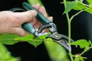 A pair of bypass pruners cutting a leggy Pothos vine just above a node, with a healthy, bushy plant in the background
