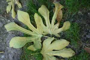 A Dracaena cane plant with yellowing leaves, a jar with a rotting stem cutting, and a leaf covered in black dots—three urgent summer plant problems in one image