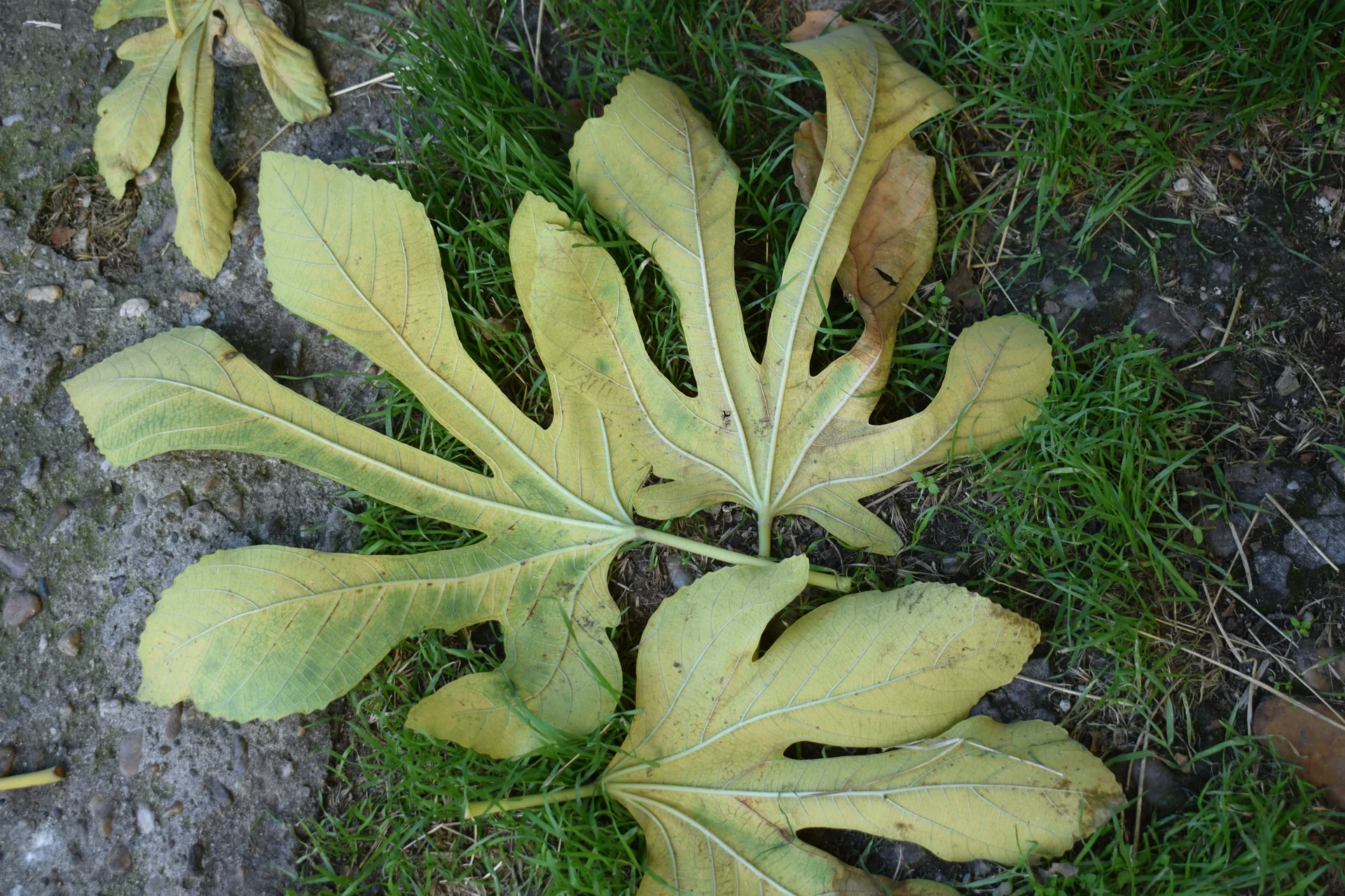 A Dracaena cane plant with yellowing leaves, a jar with a rotting stem cutting, and a leaf covered in black dots—three urgent summer plant problems in one image