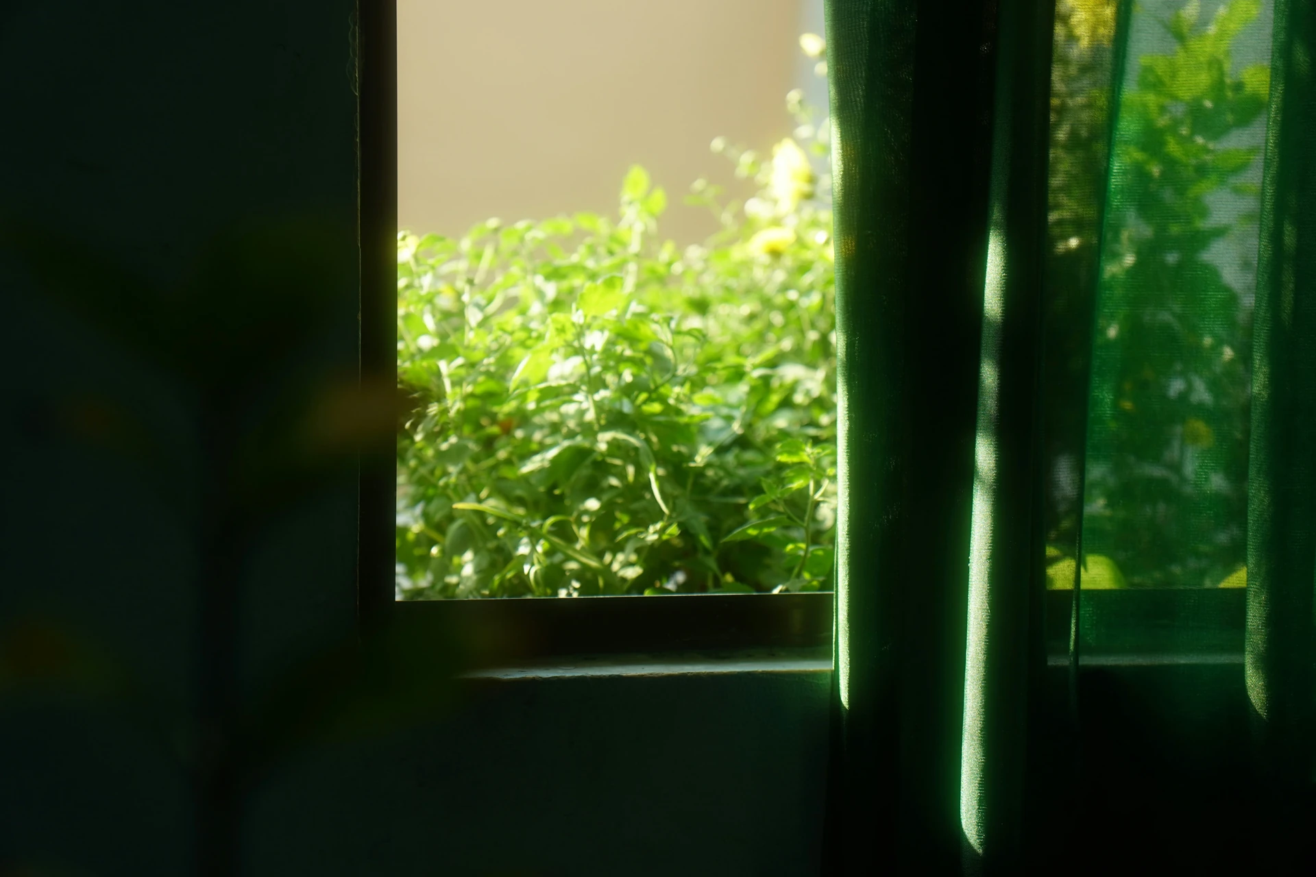 A Pothos with burnt leaves on a windowsill, with a diagram overlay showing the high June sun angle entering deeper into the room