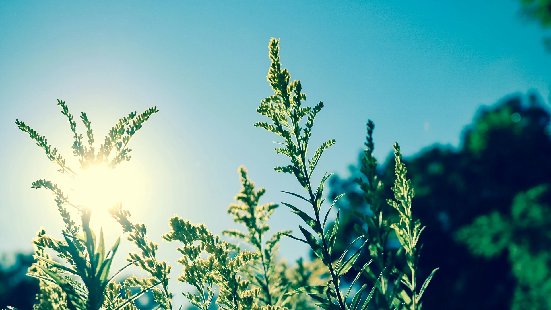 Sunburn - Plant Care Guide