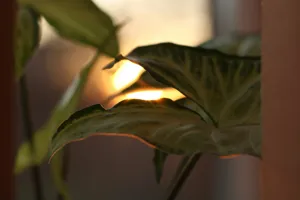 Syngonium arrowhead plant in a blue ceramic pot on a bright windowsill, showing variegated leaves.