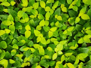 Close up of the iridescent pink foliage on a Syngonium Neon Robusta