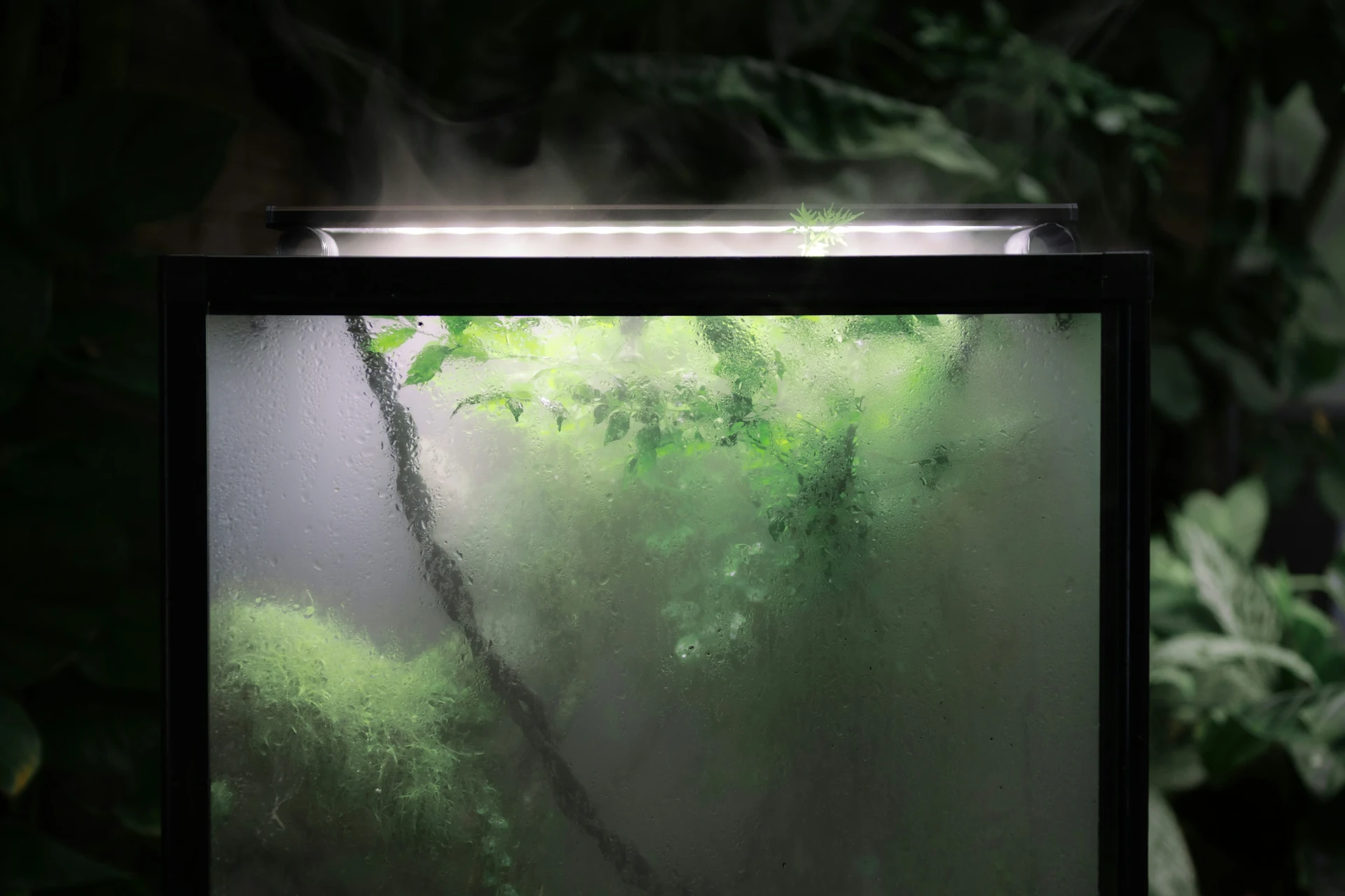 A closed glass terrarium with visible white fuzzy mold on the soil and moss, with condensation on the glass and a thermometer reading high humidity