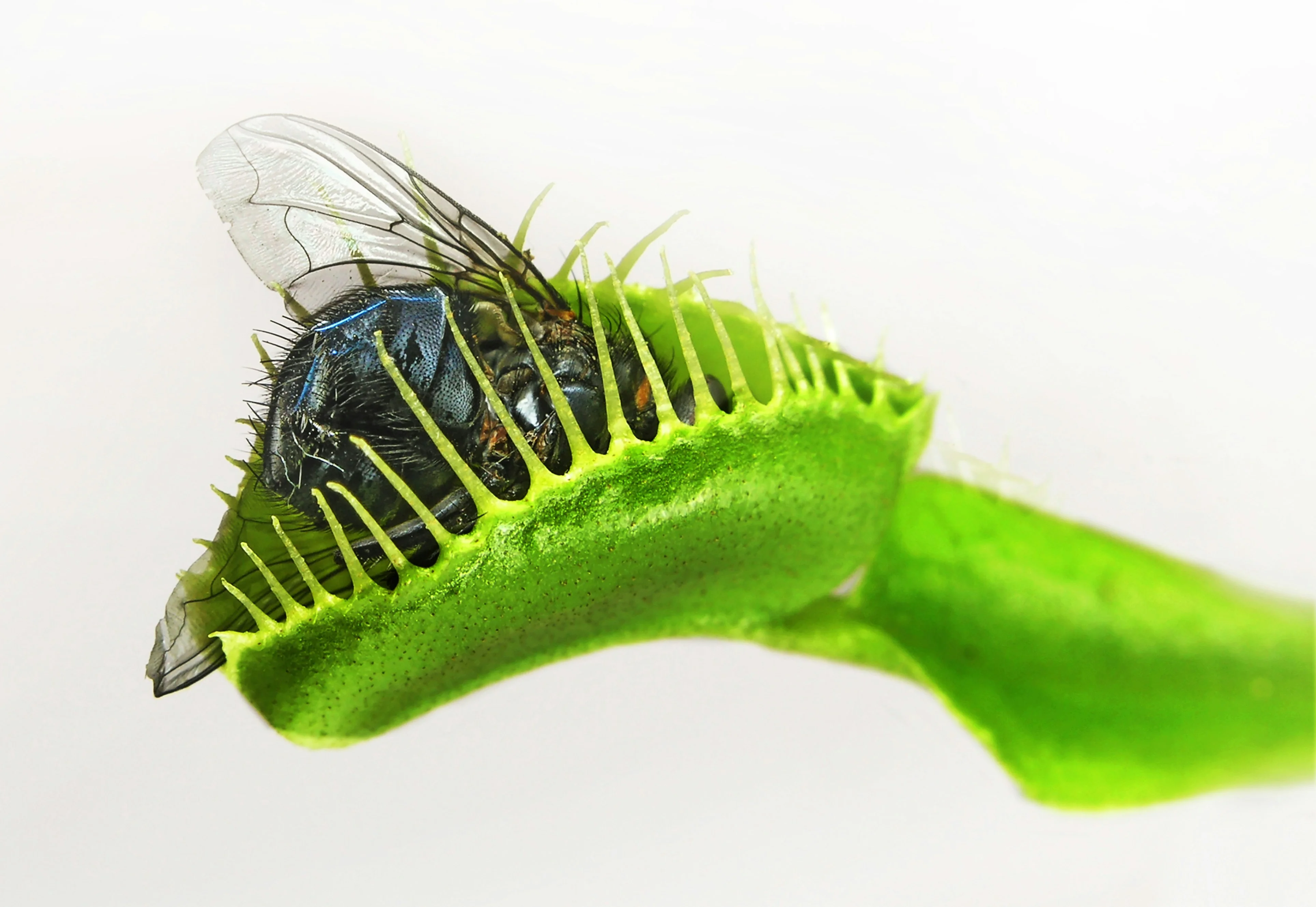Thrips - Plant Care Guide