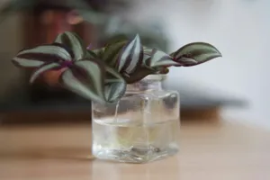 Tradescantia zebrina cascading from a white ceramic hanging pot against a bright, sunlit window with sheer curtain.