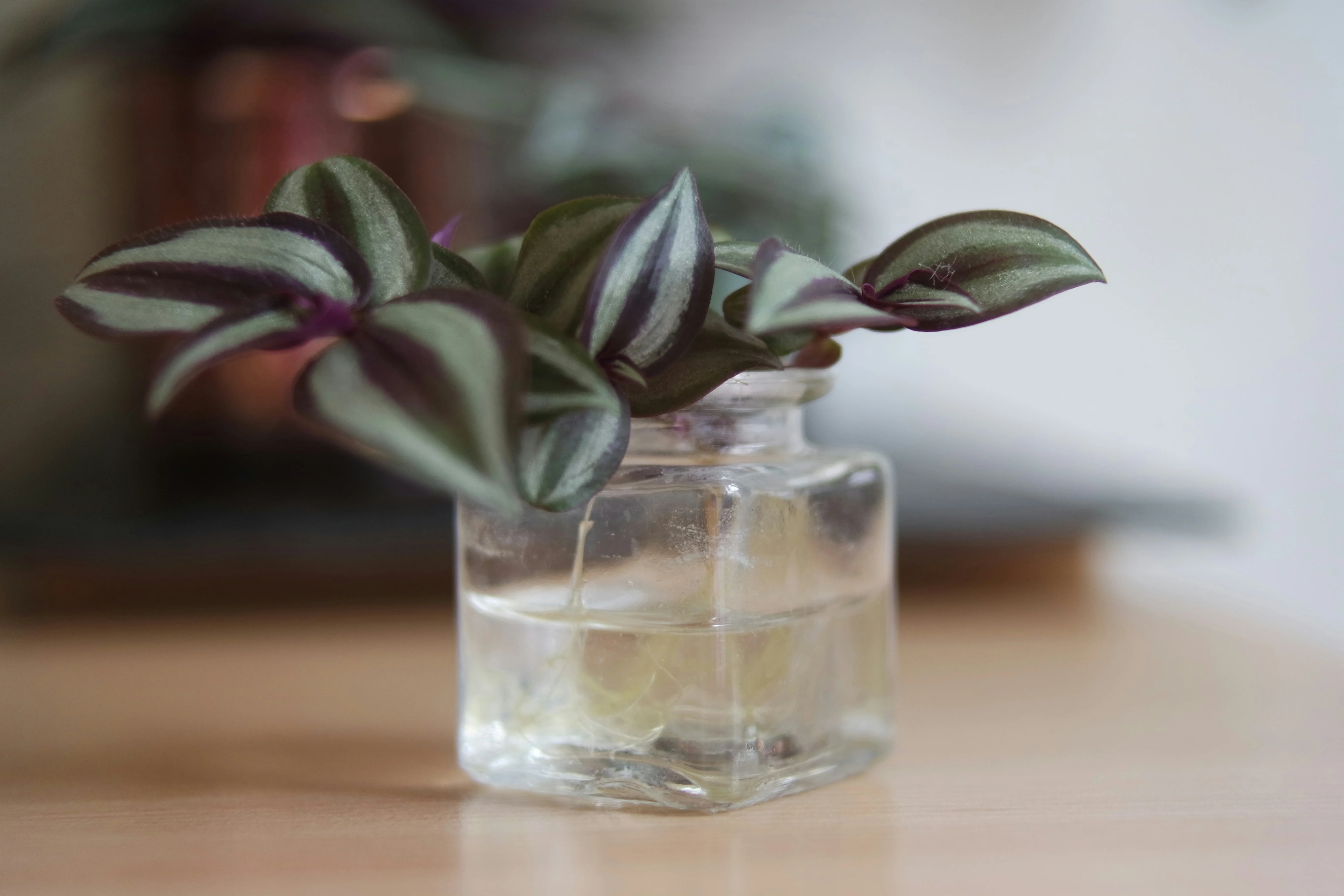 Tradescantia zebrina cascading from a white ceramic hanging pot against a bright, sunlit window with sheer curtain.