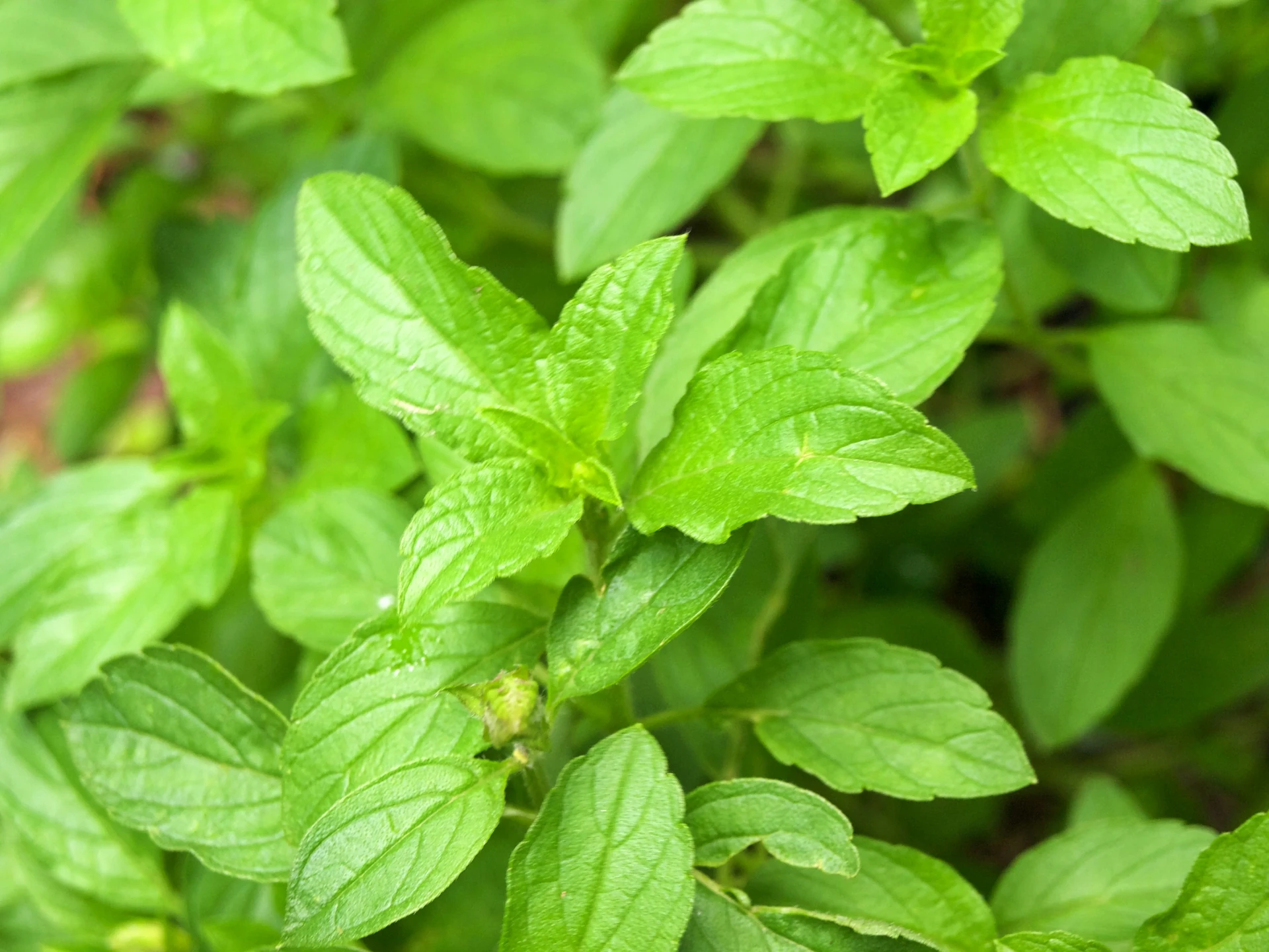 Holy Basil (Tulsi)