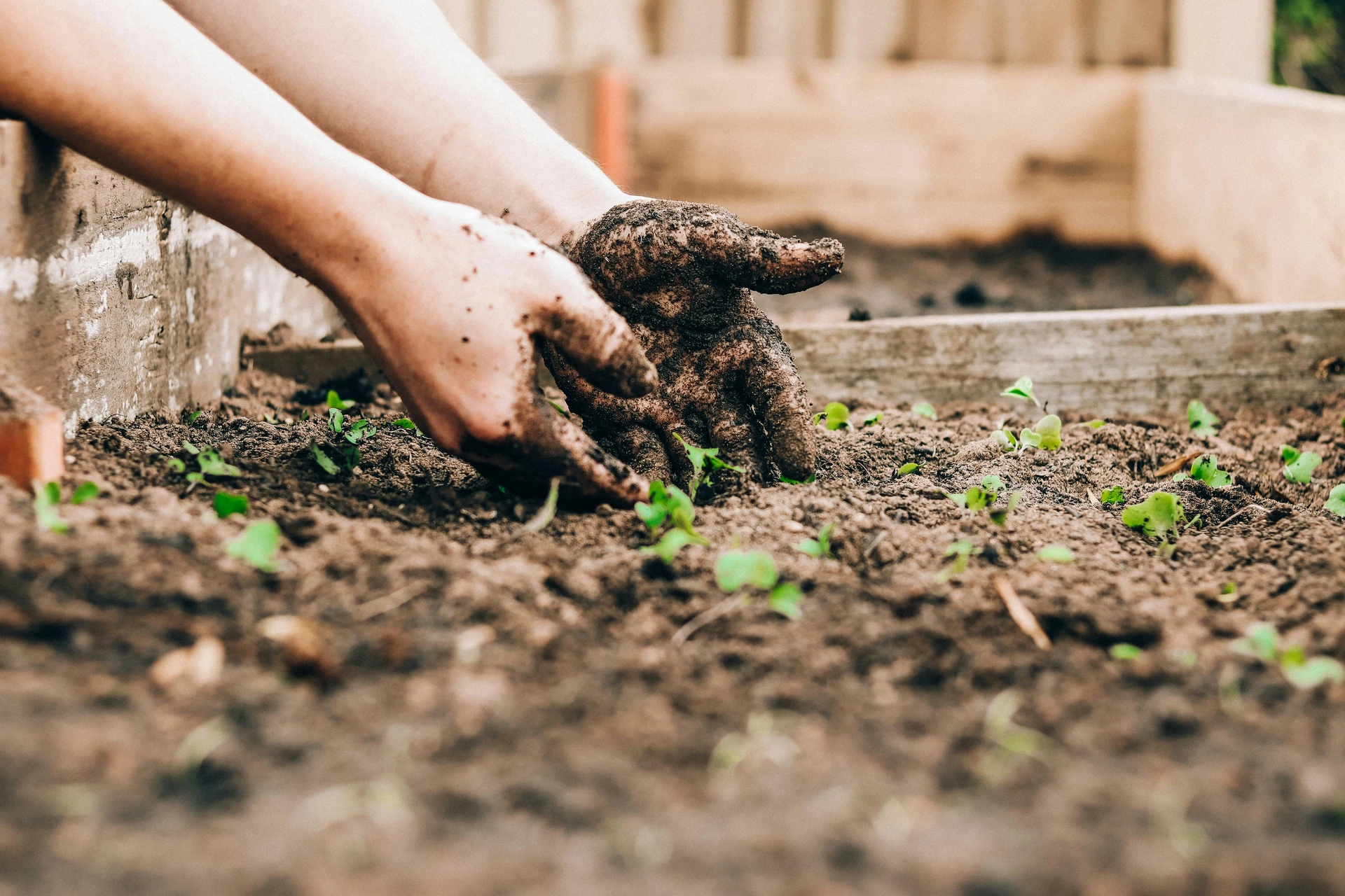 Sowing Calendar: When to Start Seeds Indoors & Outdoors