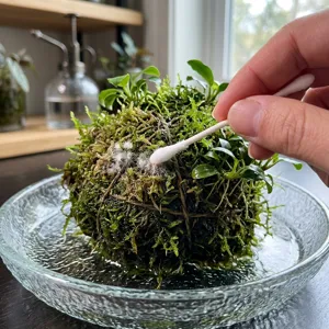 Close-up of a cotton swab dabbing white mold fuzz on the sphagnum wrap of a wabi-kusa ball in a shallow glass dish