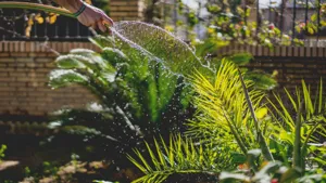 Person using a watering can to water a large indoor Monstera plant in bright early morning sunlight