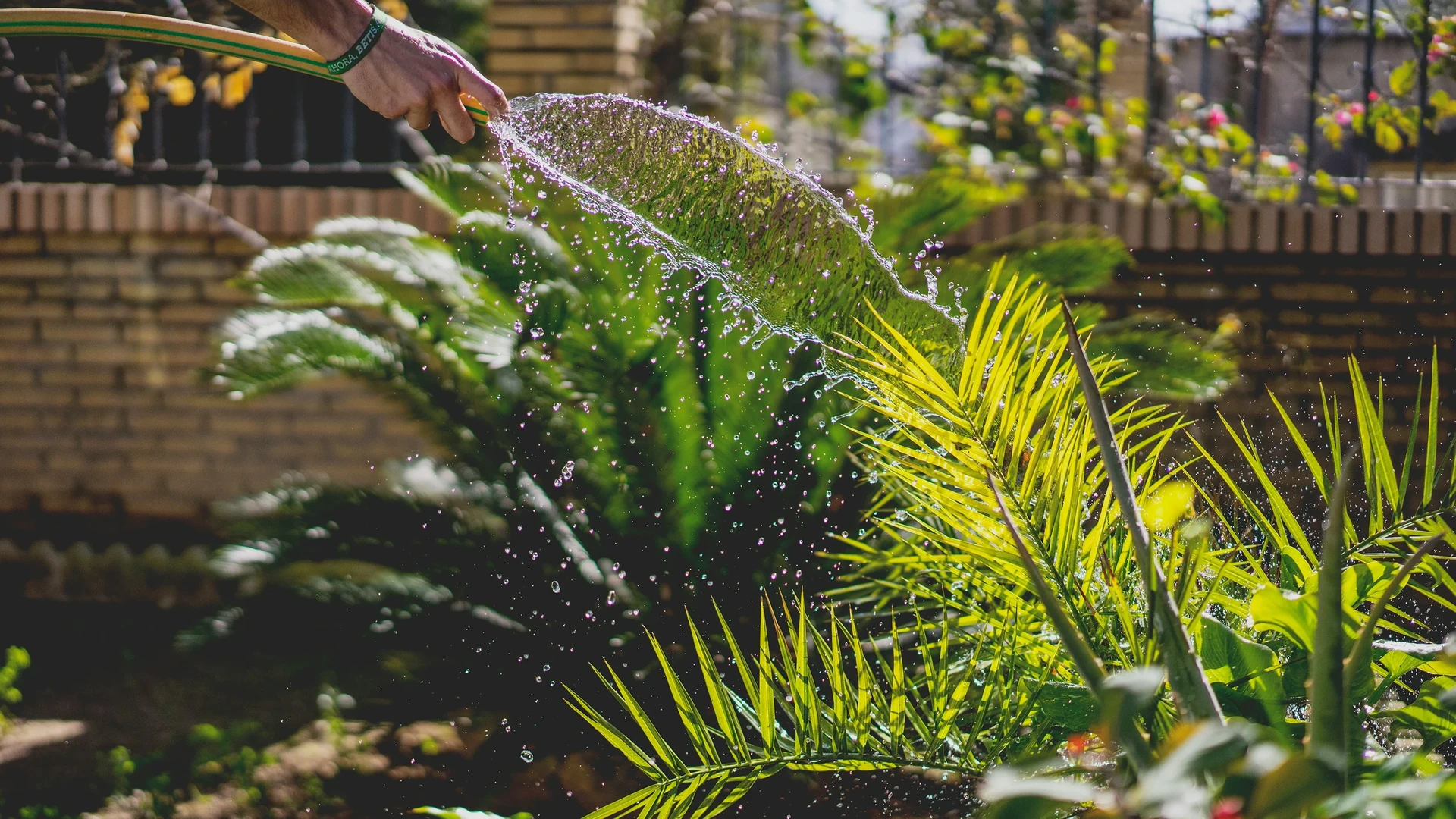 Person using a watering can to water a large indoor Monstera plant in bright early morning sunlight