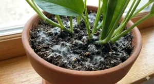 White fluffy saprophytic mold covering the surface of moist dark potting mix in a terracotta pot with a healthy Pothos trailing beside it