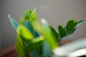 A ZZ plant with several yellowing, drooping stems in a plastic pot, a moisture meter reading 'wet' inserted into the soil