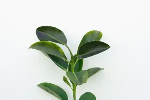 Close up of the dense, glossy dark green foliage of the Zenzi ZZ