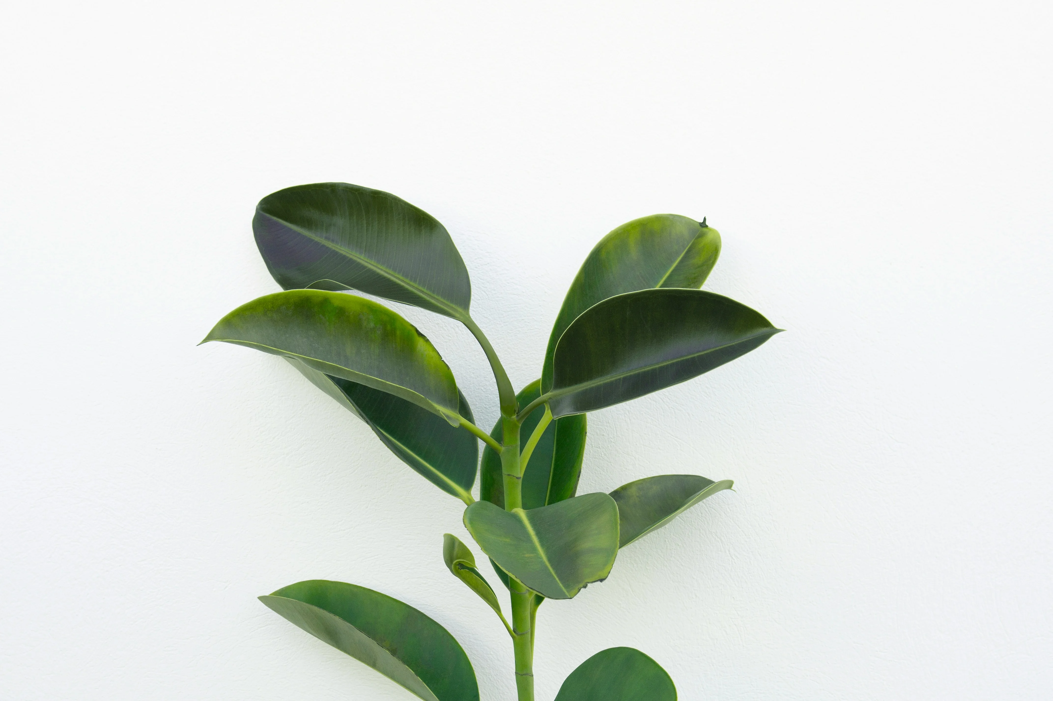 Close up of the dense, glossy dark green foliage of the Zenzi ZZ