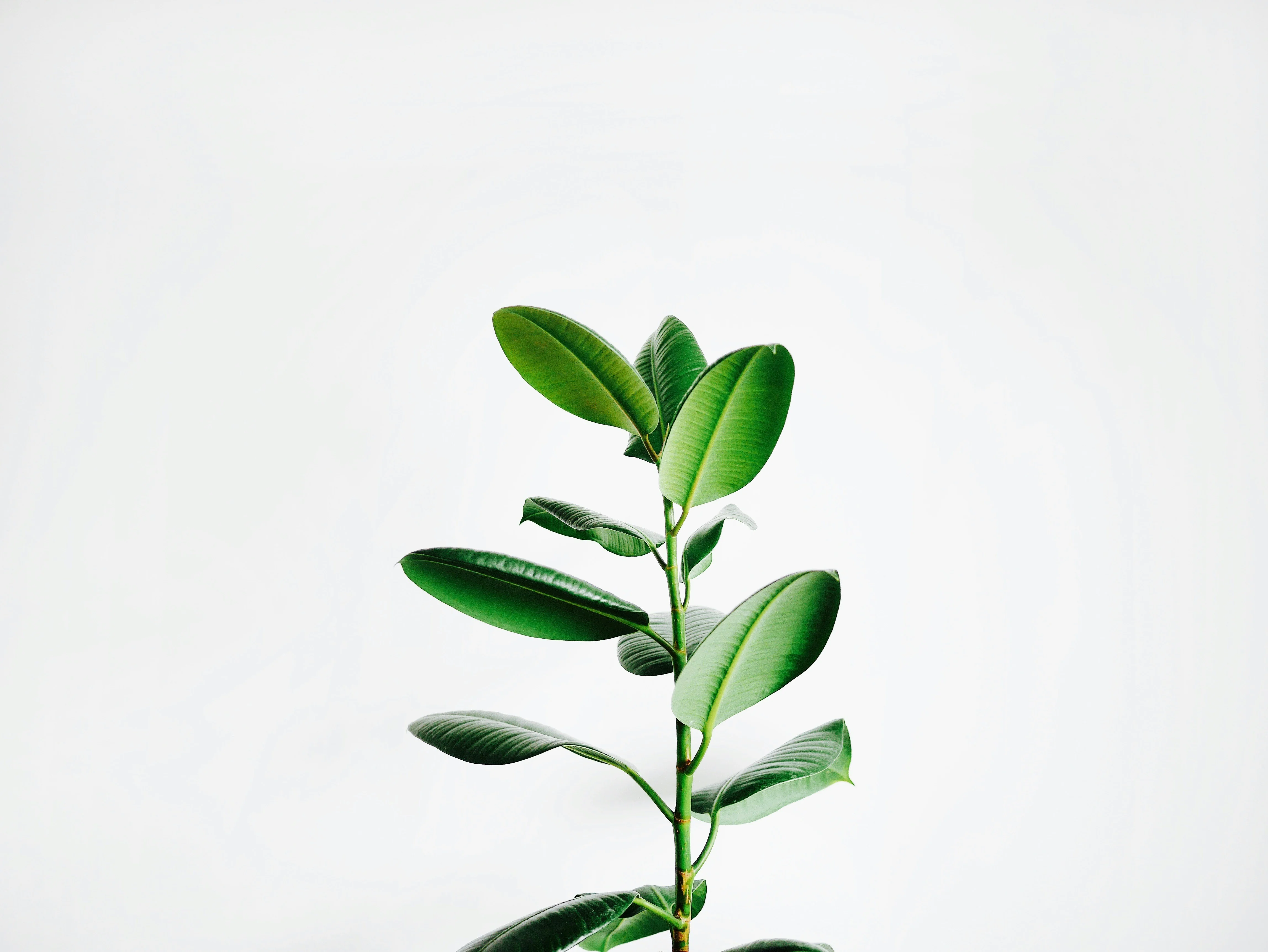 Architectural ZZ plant stems displaying waxy, dark green leaves against a neutral wall